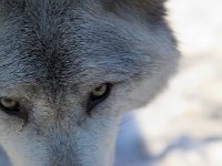 Arctic Wolf 022